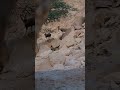 أقرب وضعية تصوير لوعل عربي البر الجبال الصيد أقرب وضعية تصوير لوعل عربي البر الجبال الصيد