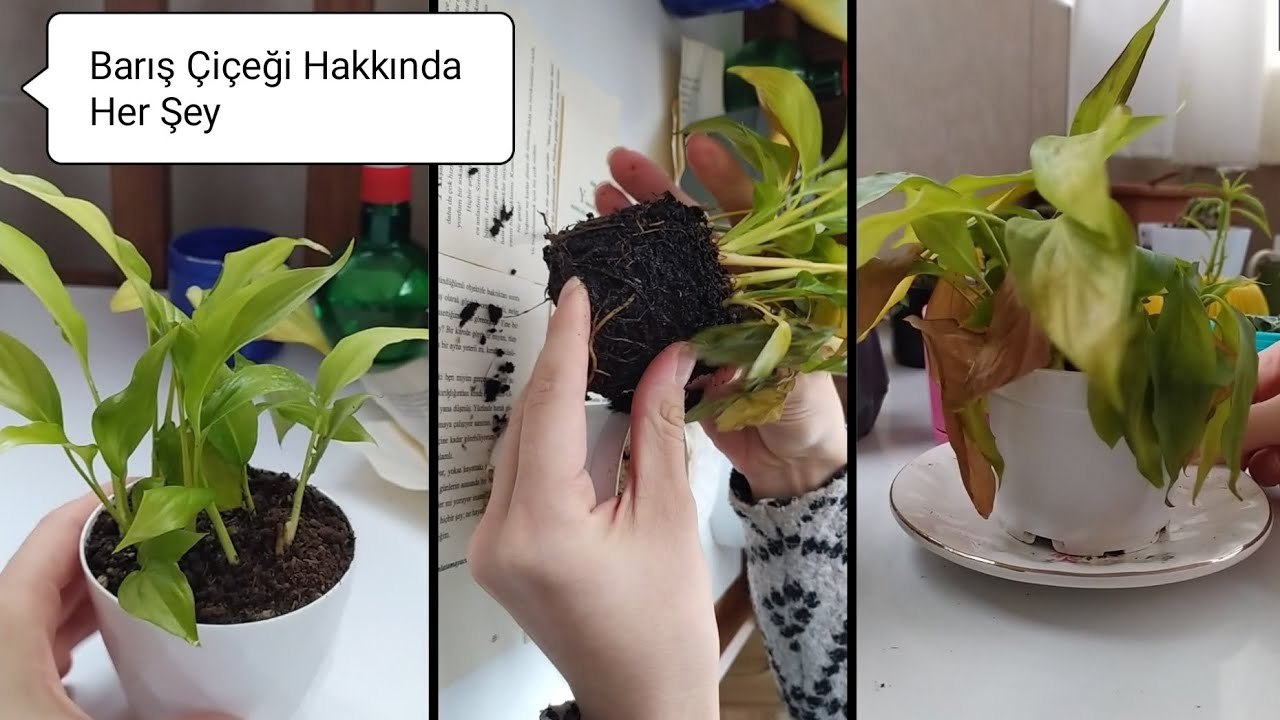 Barış Çiçeği (Spatifilyum) Bakımı ve Saksı Değişimi, Detaylı Anlatım Açıklamadaki Video Linkinde