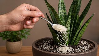 Just Sprinkle This – Even Dead Plants Come Back to Life!