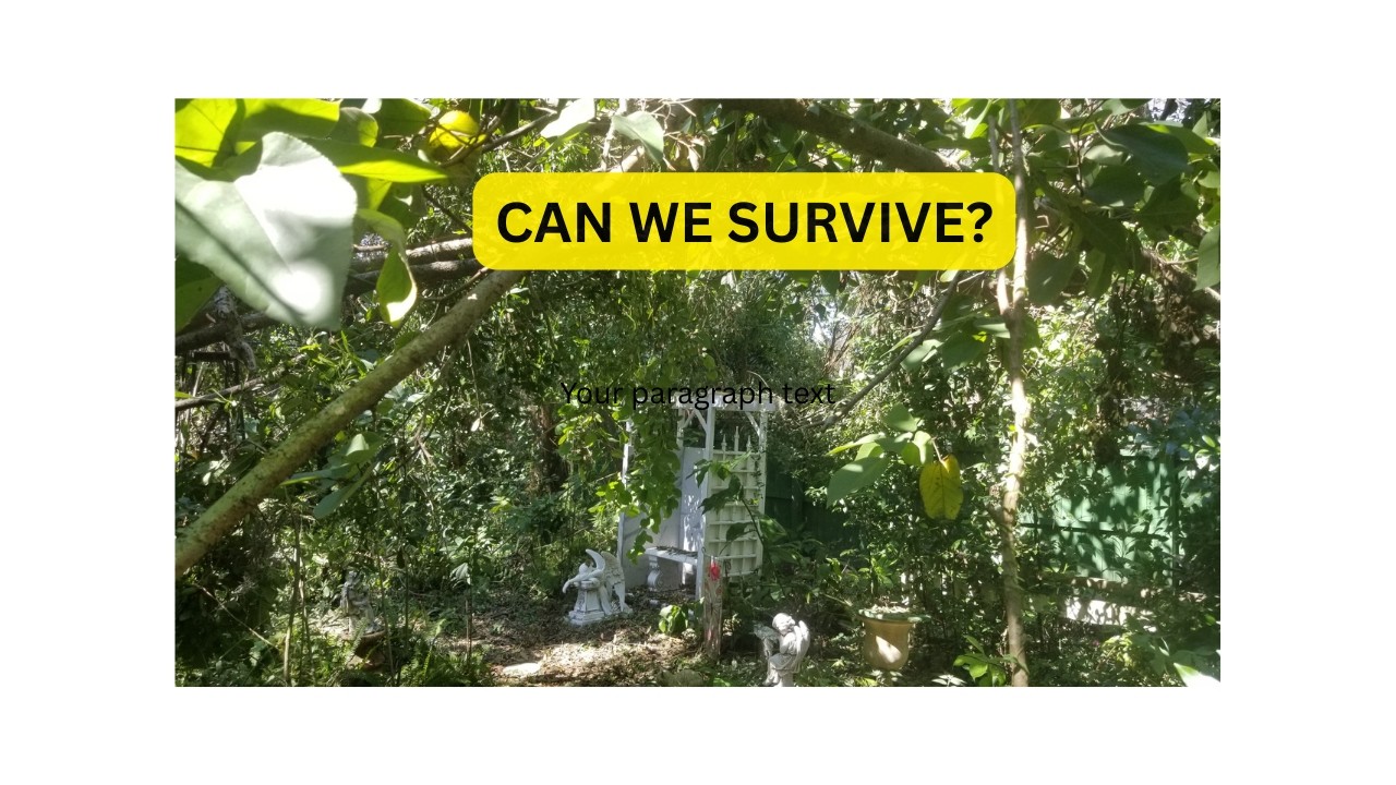 Can This Senior Cat Sanctuary Survive Two Disasters?