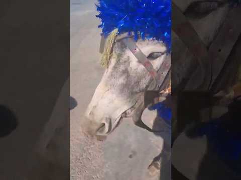 Yearofyou حمار سعيد مع سيده A Happy Donkey With His Master