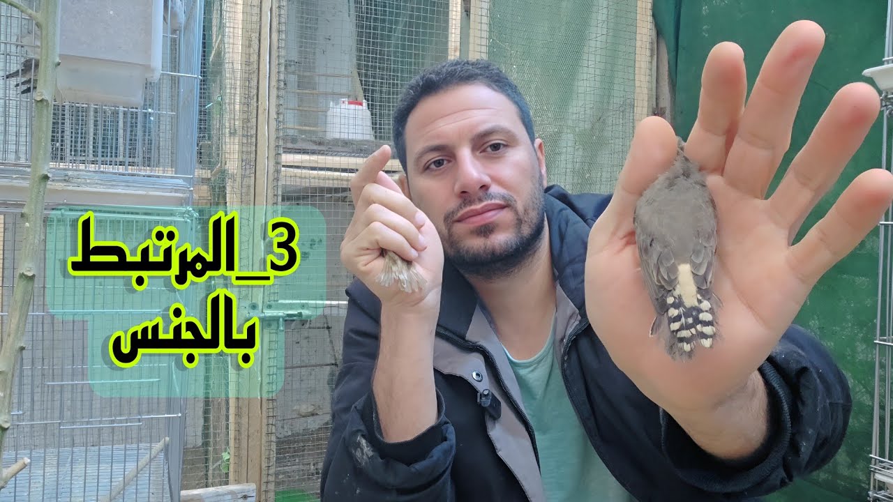 الحلقه الاخيره بالصفات الوراثيه وسوينا اجمل مطاير مسارح للمخاليف