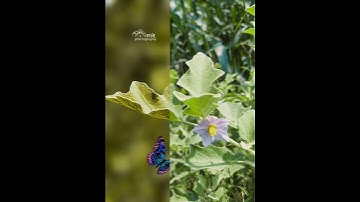 #sortvideo Lightroom presets photos editing VN Video Editing Line wipe transition before after#sorts