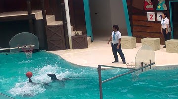 Hải cẩu làm xiếc cực hay luôn chơi bóng rổ