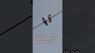 WHAT KIND OF BIRD IS THIS?