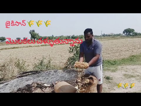 Molakalu challuthunnaanu//మొలకలు చళ్ళుతున్నాను @deshapakamahesh6634