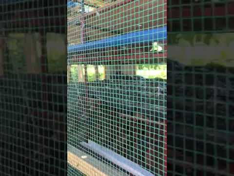 TUNATENGENEZA KEJI ZA CHUMA ZA KULEA KUKU WA MAYAI CHOTARA NA HATA BROILER