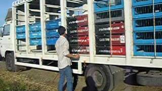 Preparacao do camiao do grupo columbofilo do guadiana para a solta por mim proprio