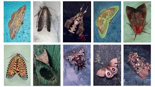 Mariposas Nocturnas: Moths of Central and South America by Emmet Gowin