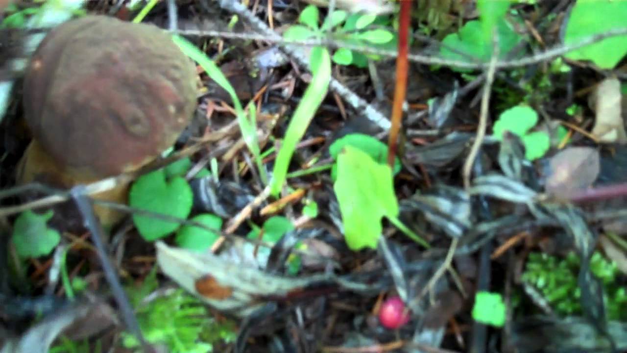Mushroom Hunting in Oregon YouTube