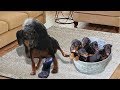Miniature Pinscher giving birth and feeding puppies- Cute Minpin dog breed