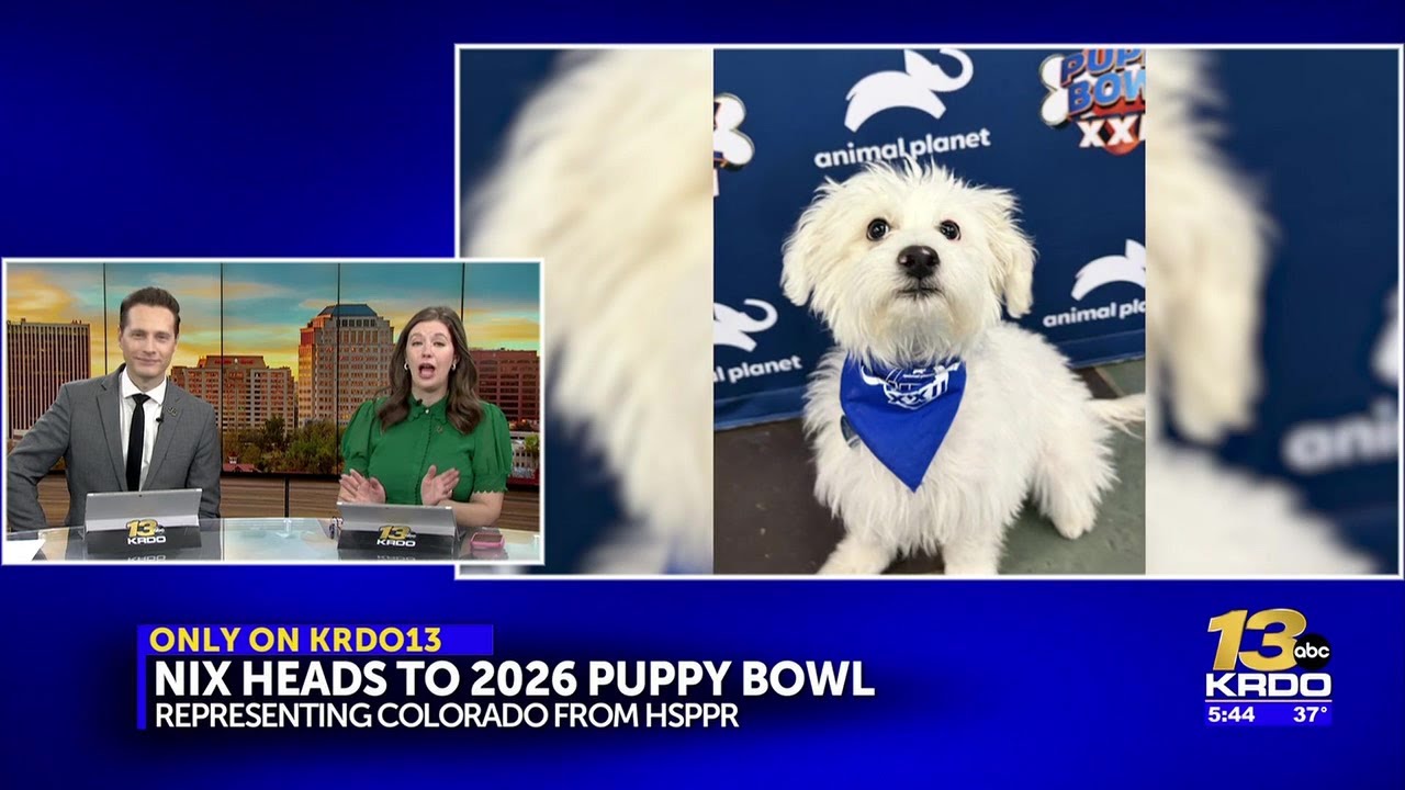 Meet Nix, a local shelter dog and the only Colorado pup competing in the 2026 Puppy Bowl