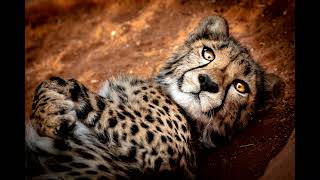 Cheetah Purr