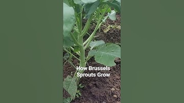 How do Brussels Sprouts grow