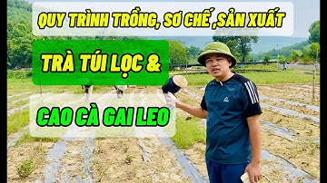 Quy Trình Trông, Sơ Chế, Sản Xuất Trà Túi Lọc & Cao Cà Gai Leo Của HTX | Nông Dược Tĩnh Sáng Đường