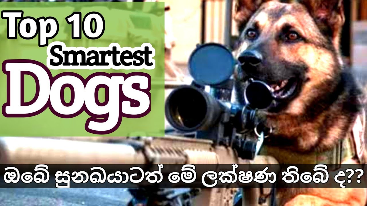 Which Dog Has The Highest Iq