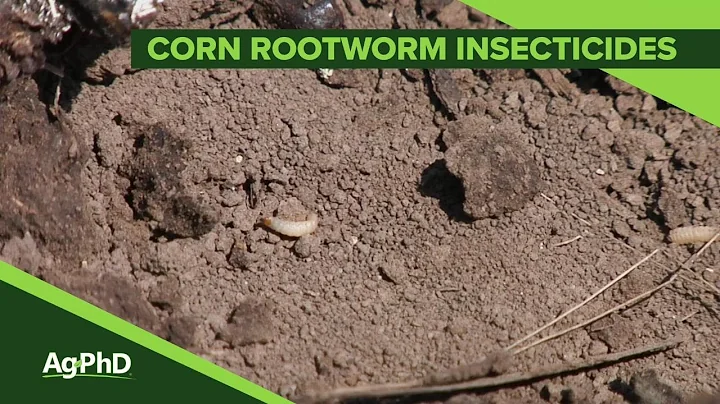 Corn Rootworm Insecticides (From Ag PhD Show #1087 - Air Date 2-3-19)