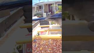California scrub jay & dog #birds #birdcam #birdfeeder #birdlife #nature #shorts #bird #birdslovers