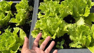 How do I maintain, fertilize, and water my plants to grow well?