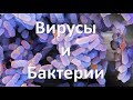 9. Бактерии и Вирусы (5 класс) - введение в Биологию