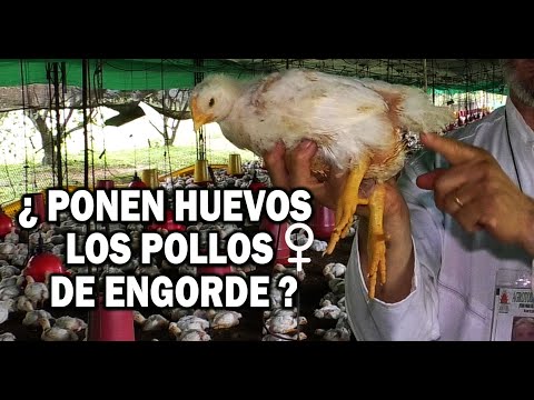 Video: ¿Los pollos de engorde pondrán huevos?
