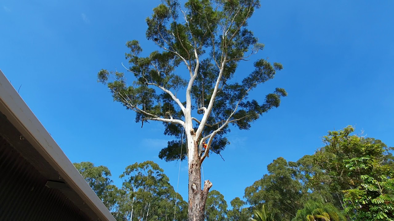 Professional Tree Surgery Sunshine Coast - YouTube
