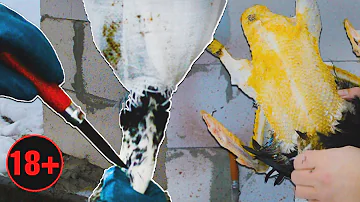 Забой  и ощип Мускусных уток. Простой способ. Сроки забоя - ПЕНЬКОВ не будет