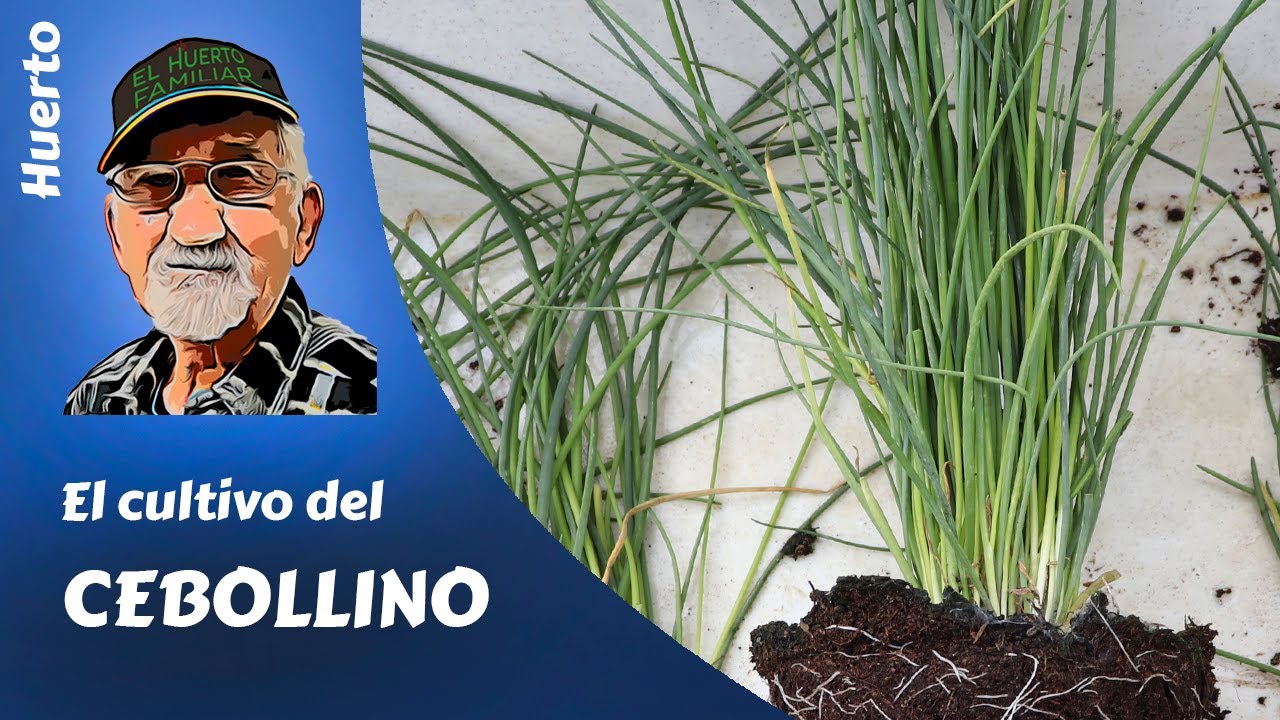 ЧАЙВС: полное выращивание чеснока.