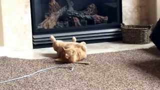 LAZY TUESDAY - Vlog - April 7, 2015