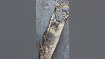 Big chunky Belemnite Fossil! 🌊🦑 #fossilhunting #fossils #shorts #coast #rock #sea #beach #ammonite