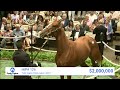 Curlin filly o/o America sells for $2,000,000 at The Saratoga Sale (2022)