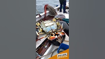 AnimalAI 400 - Fishermen trying to control a giant strange crab #crab  #fishing #sealife  #monster