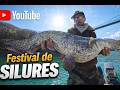 Festival de silures