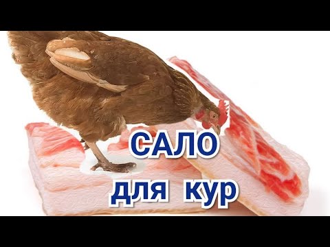 Сало курам можно. Во что положить курицу сало для подарка.