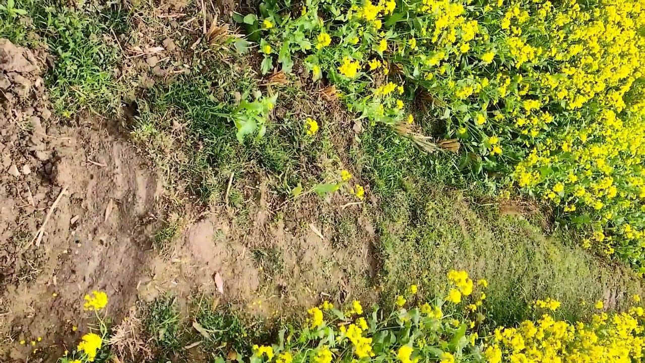 Natural View Around My House | how to joint