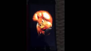 Squirrel Live Wallpeper screenshot 2