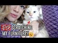 She’s RUINING my Furniture! | Best Way to Stop Cat From Scratching? Declaw? Nail Caps?