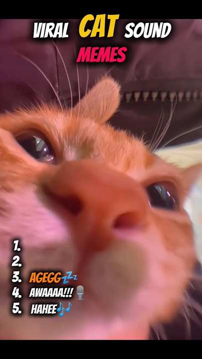 Viral Cat Sound Memes That Never Get Old😸🐾🐾#shorts#viral#cat