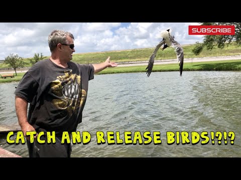 catch-and-release-birds!?!?