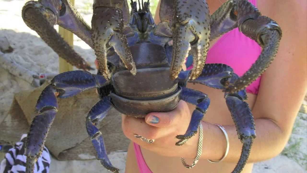 Can you keep a coconut crab as a pet? wehelpcheapessaydownload.web