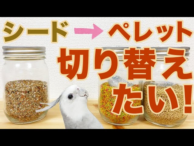 シードからペレットへの切り替え【インコ・オウム】 - YouTube