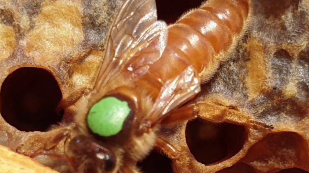 أنواع سلالة النحل والملكات