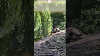 Tufted Duck & Mallards Resting Close Up On Lake Island, Richardson Dees Park