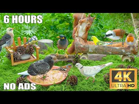 [No Ad Interruptions] Cat TV 😺 Birds move gracefully overhead as a squirrel explores nearby.