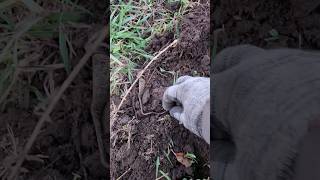 WHOA - See It? #history #relics #metaldetecting #minelabmanticore  #parkmetaldetecting #treasure
