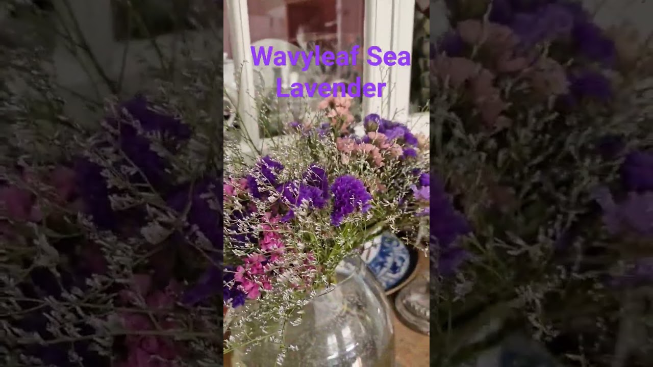 Wavyleaf Sea Lavender