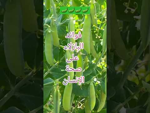 اهم فوائد البازلاء العجيبة على الصحة وقاية وعلاج