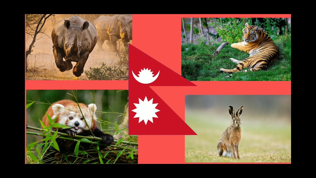 Top 15 Endangered Animals of Nepal/Endangered animals of Nepal YouTube