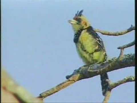 Birds! Birds! Birds! 31 