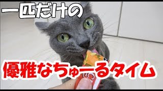 CIAOちゅーるをゆっくり堪能するロシアンブルー